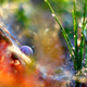 Illustration for article titled Wildlife photos that blur the line between reality and fantasy
